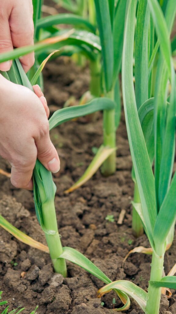 hand pulling garlic out of the ground