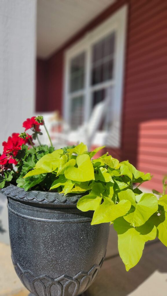 black urn planter with green leaf plant and red geraniums