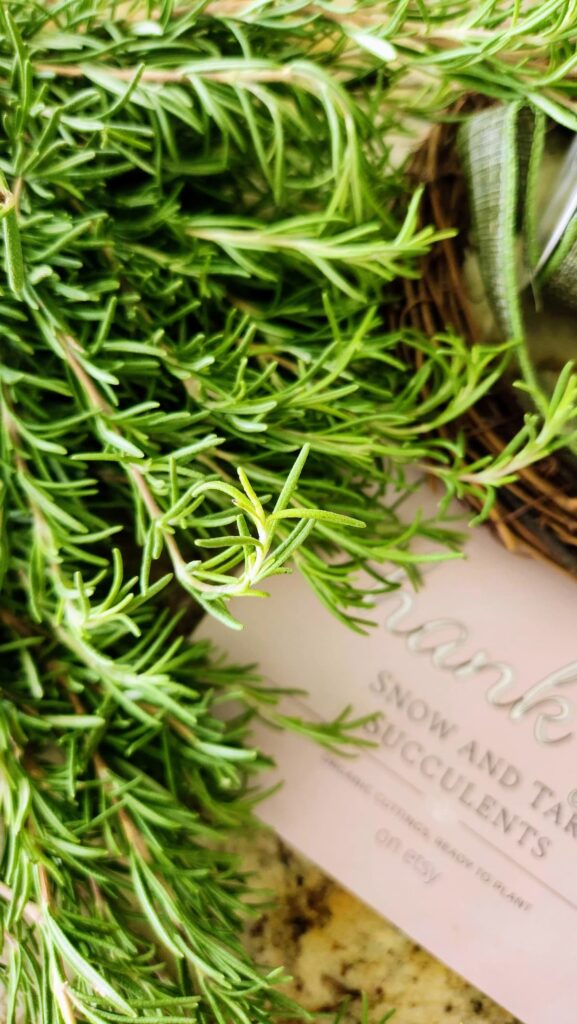 bunch of rosemary sprigs on table