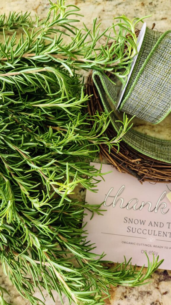 fresh rosemary sprigs with postcard from snow and tar succulents thanking me for ordering