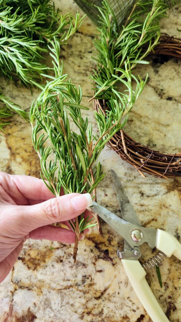 cutting the stems of the rosemary that are too long