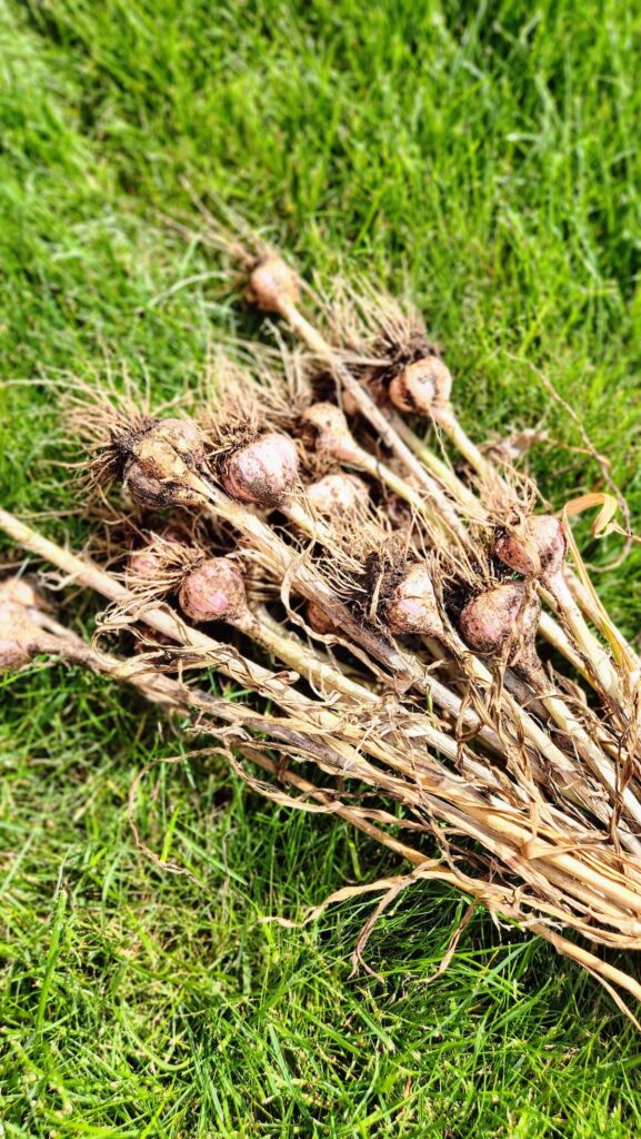 fresh grown garlic stalks laying on grass