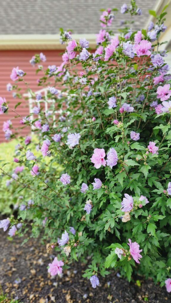 rose of sharon bush in front of red house