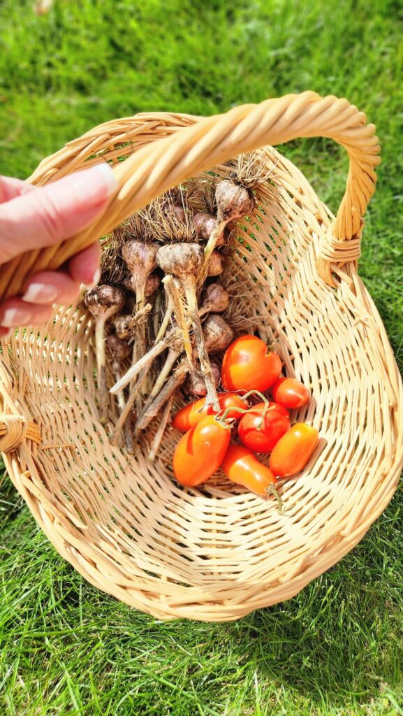 garden basket with fresh tomatoes and garlic in it