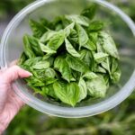 collander of fresh basil