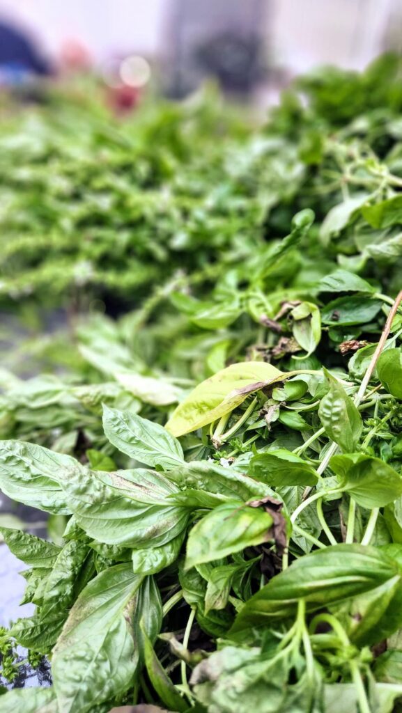 large bunch of basil leaves on table with a few bad leaves that are too yellow to use for basil