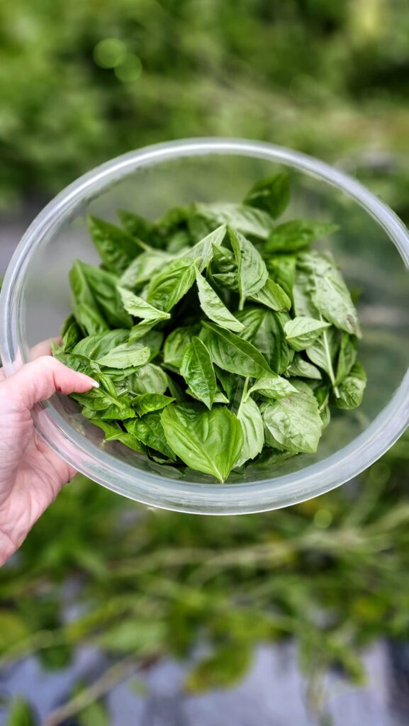 glass bowl filled with plucked basil leaves ready to make pesto