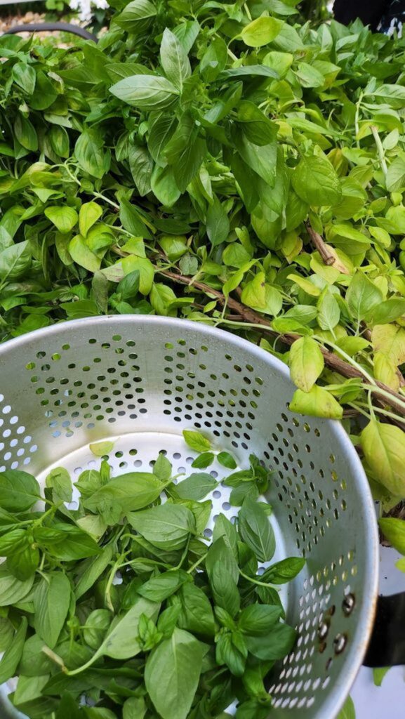 basil leaves being plucked and put into a collander