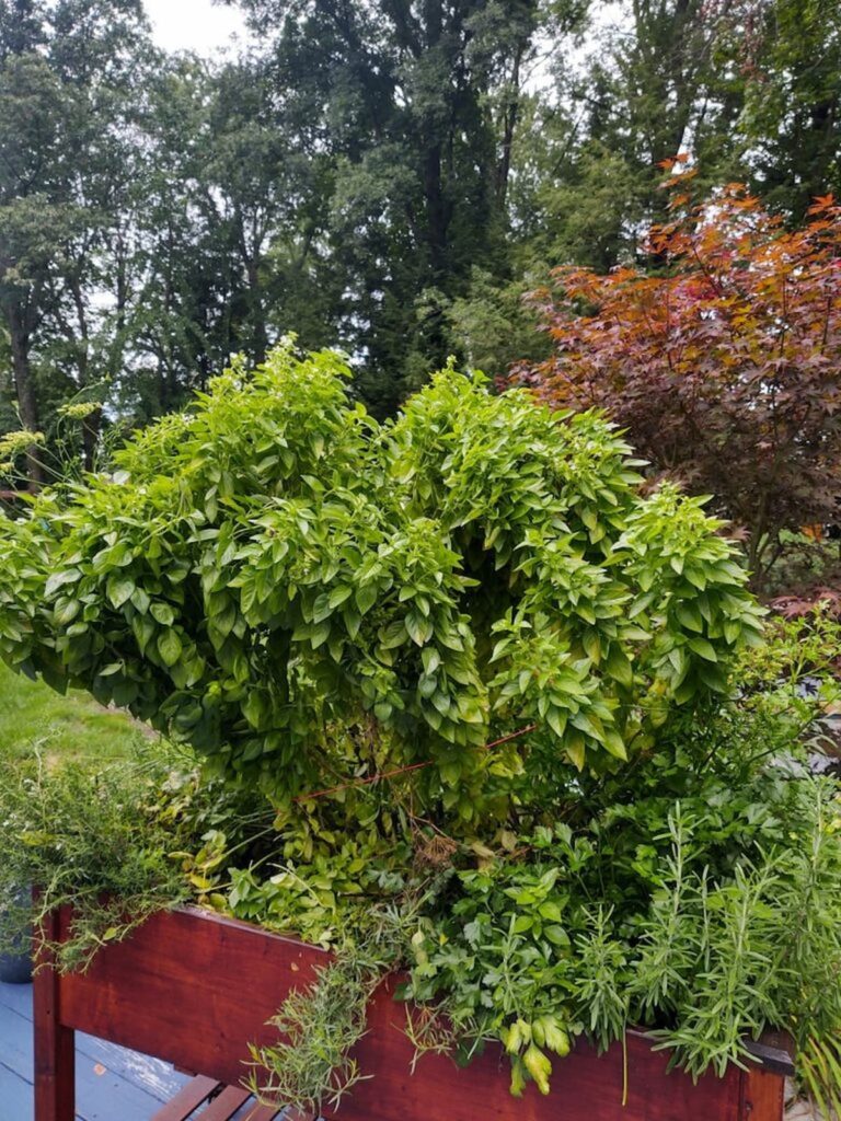 planter with very large basil plant in it