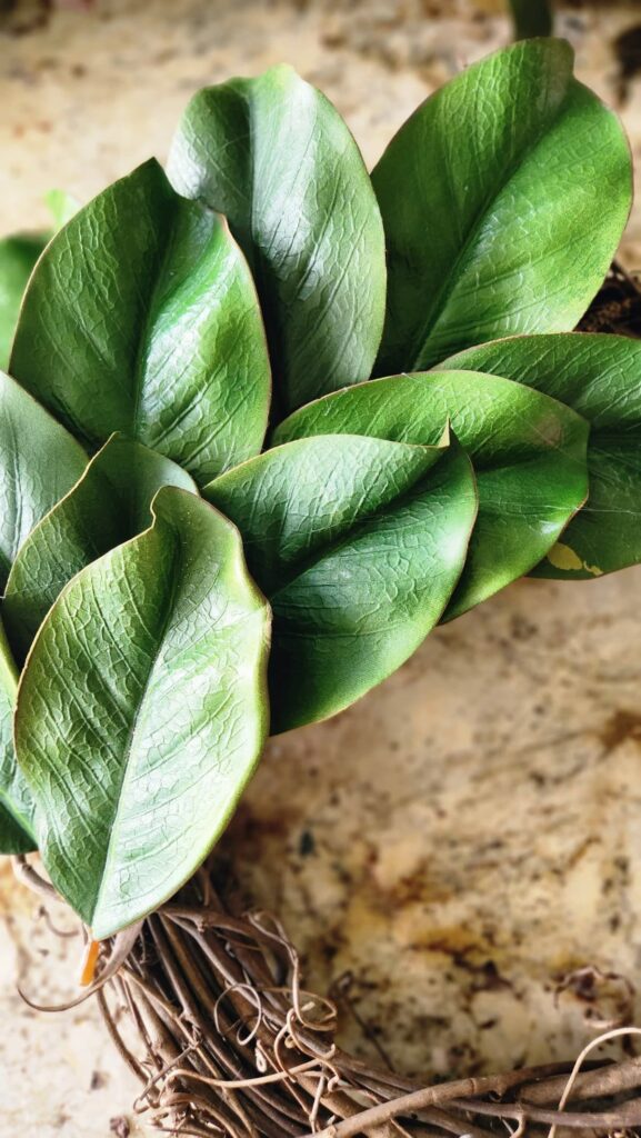 layering magnolia leaves around the base of a grapevine wreath