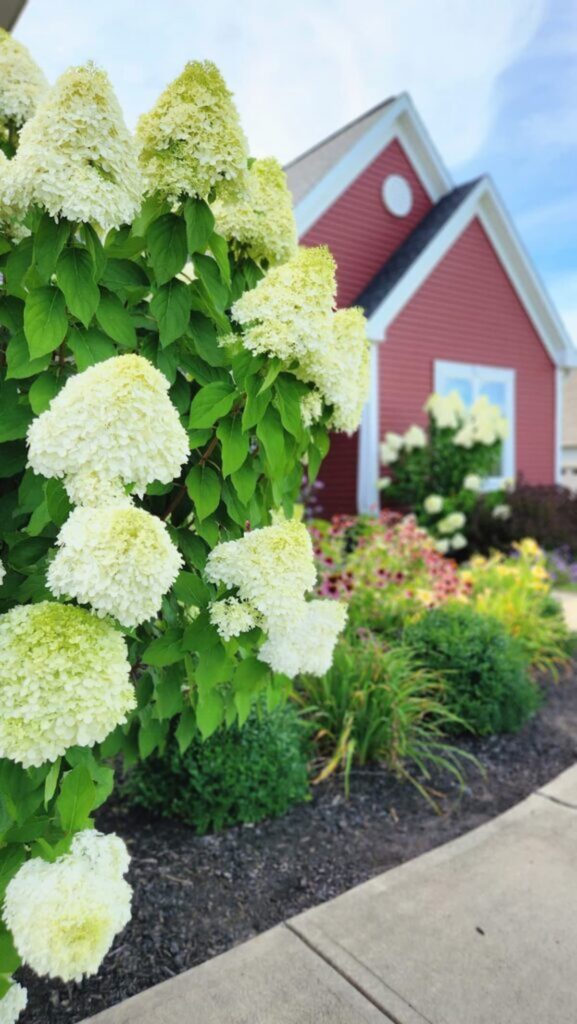 hyrddrangea bush in front of red house