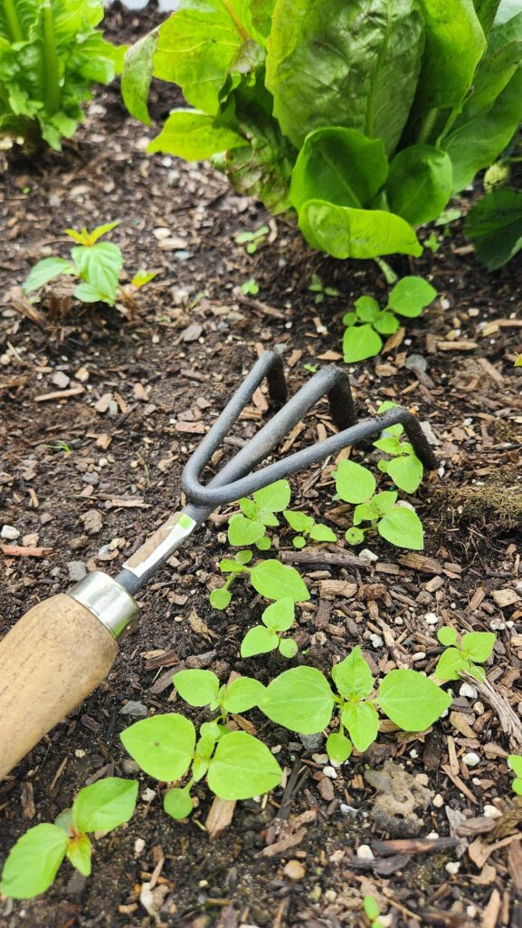 garden hand rake in dirt