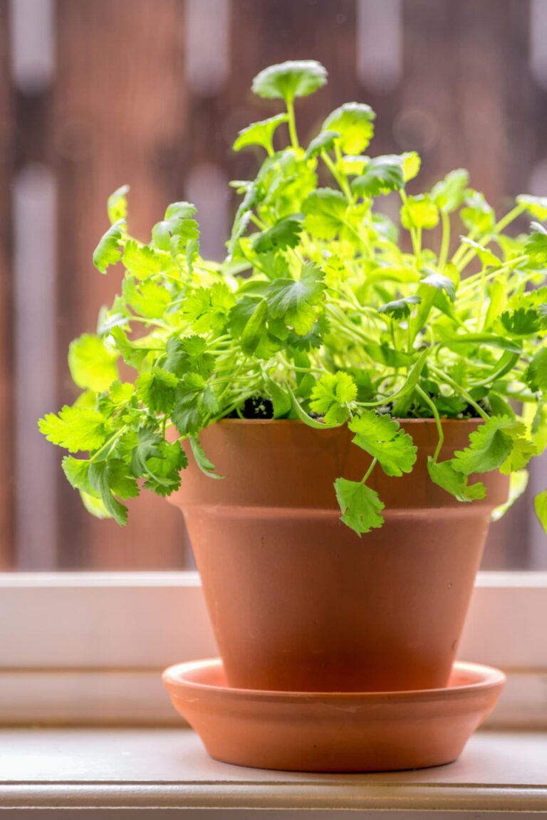 house plant in window in a terra cotta pot