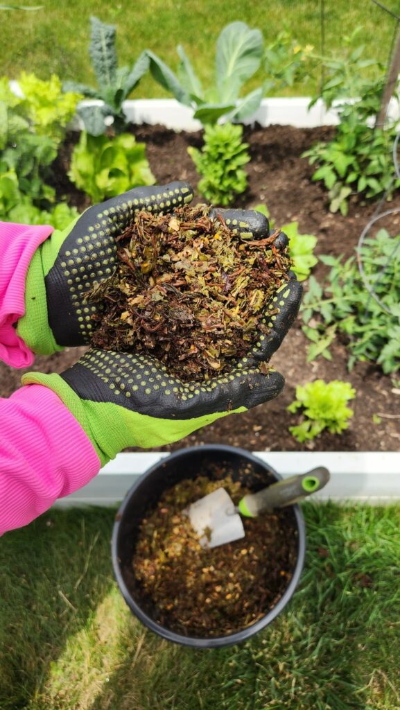 ladies hands with garden gloves on holding tea compost for garden