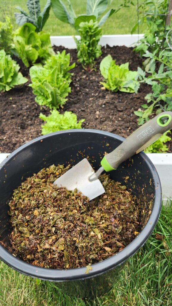 bucket of tea leaves that will be added to the garden