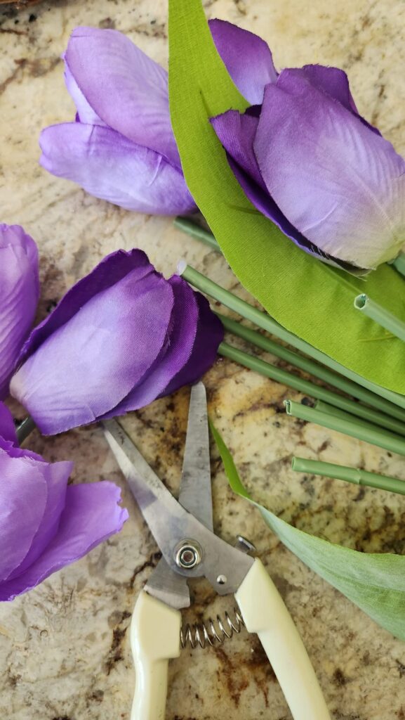 purple tulips tops being cut off the stem