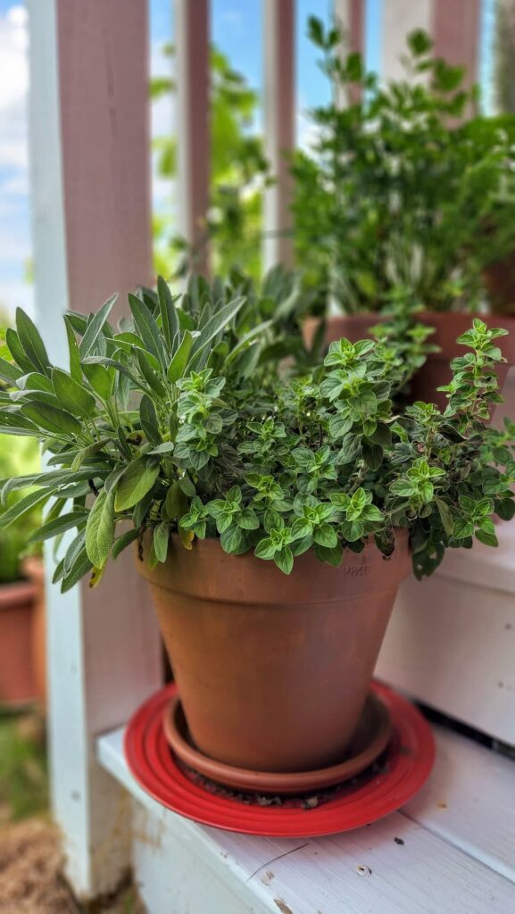 clay pot of oregano and other herbs