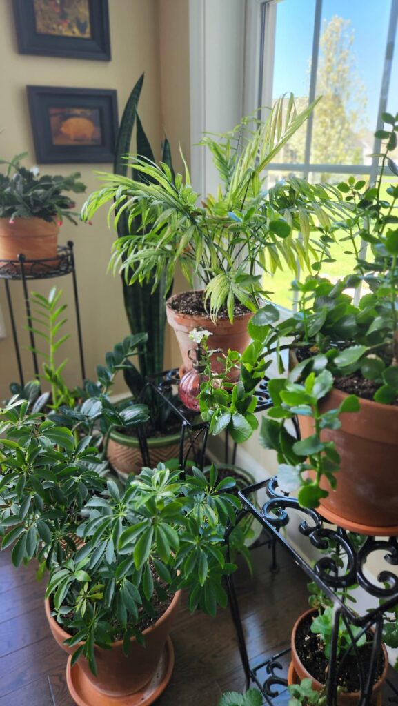 several pots of house plants next to window