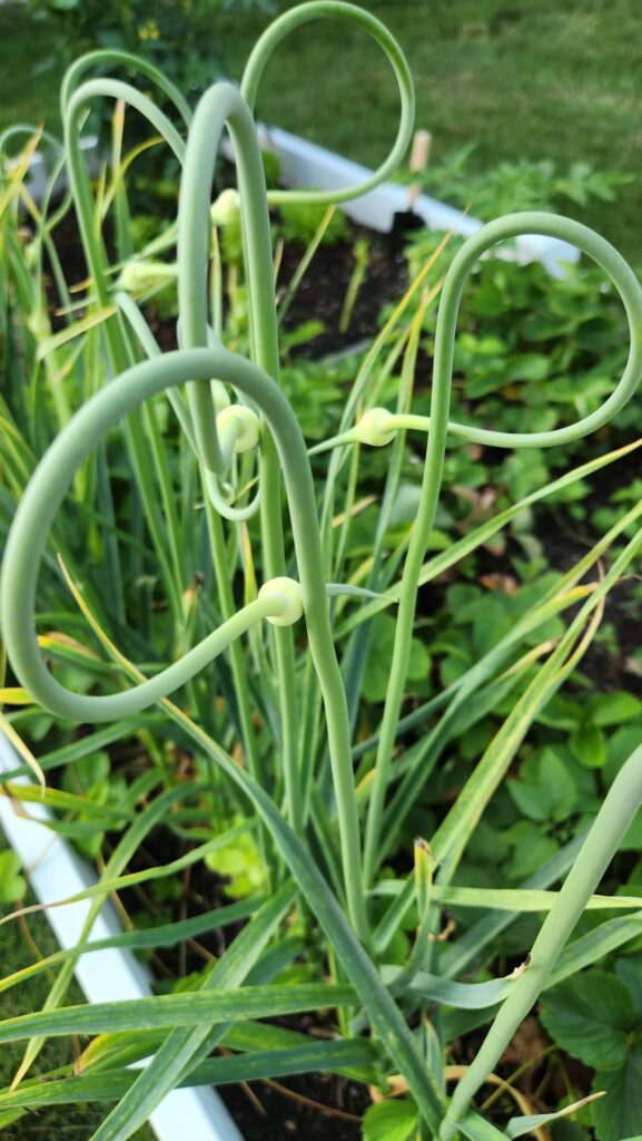 garlic growing in garden