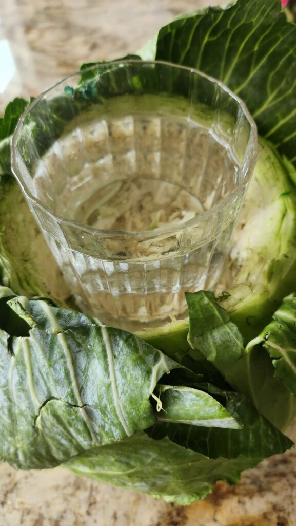 glass inserted into top of cabbage