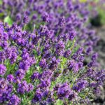 lavender bush in yaard