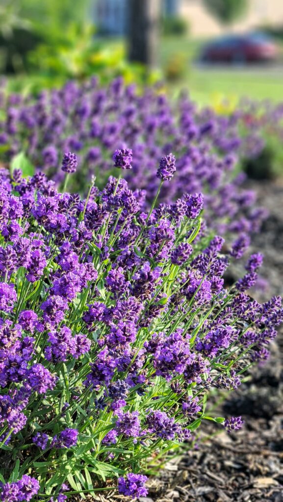 lavender bush in garden