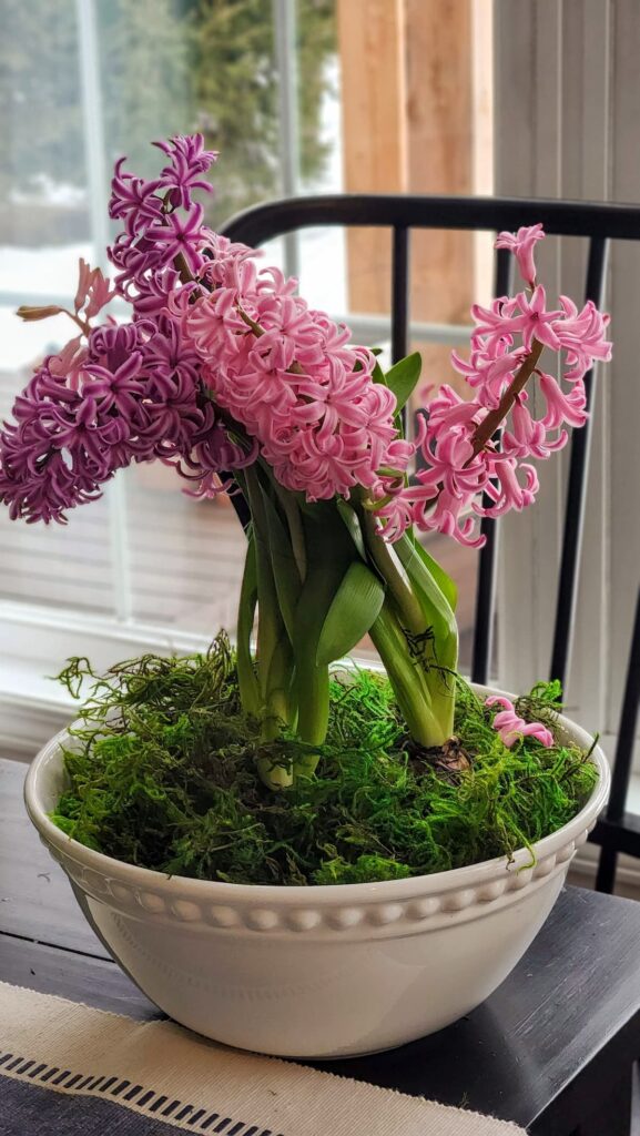 hyacinths in a white large bowl