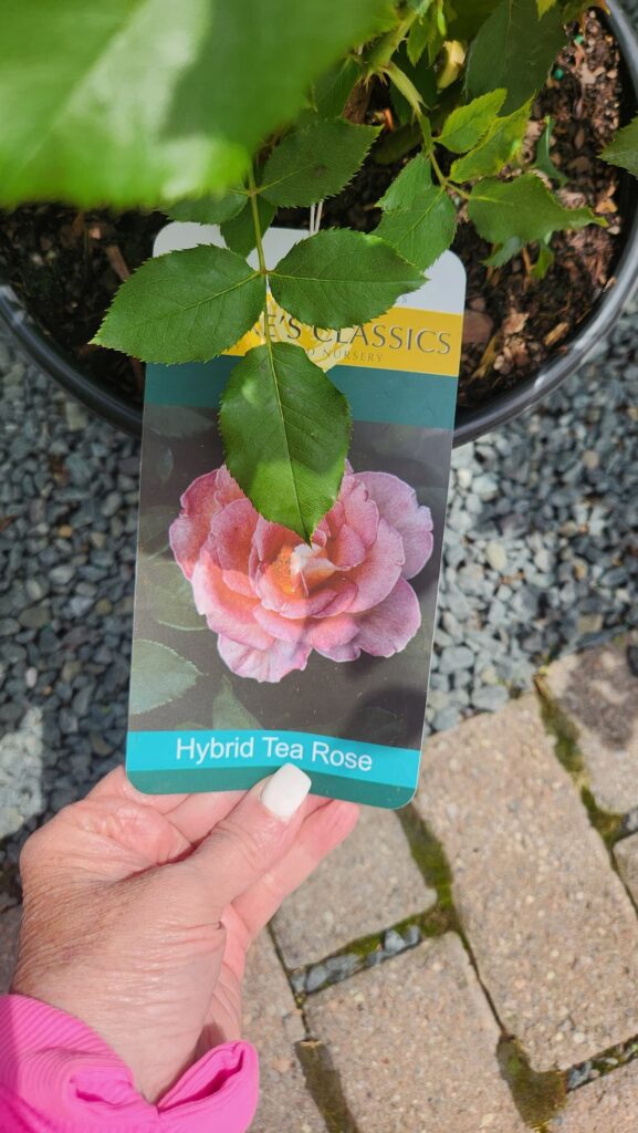 Hybrid Tea Rose plant tag from nursery held in hand showing pink rose variety for raised bed garden