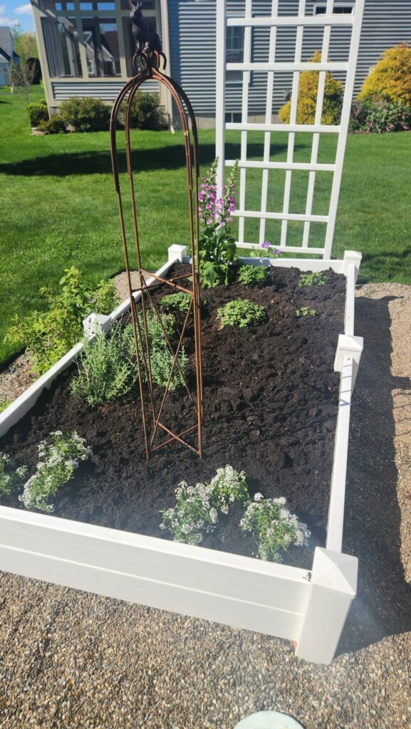 Spring raised bed English garden with iron obelisk trellis foxglove and alyssum just planted
