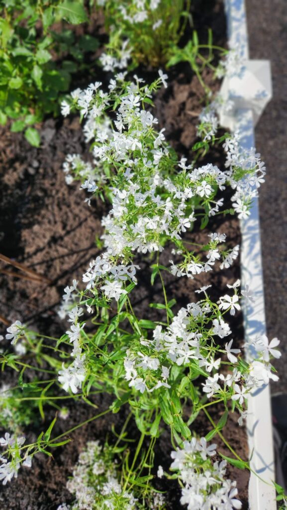 White phlox flowers cascading over edge of white raised garden bed in spring