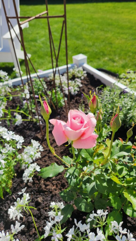  Pink rose in full bloom surrounded by white phlox in spring raised bed English garden