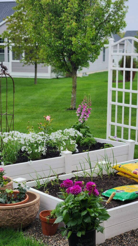 Two white raised garden beds in spring with English flower garden blooming and kitchen garden being planted with Miracle Gro soil