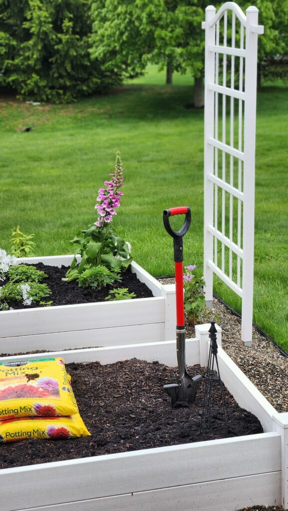 White raised garden bed being planted with shovel and Miracle Gro potting mix foxglove in bloom beside white garden trellis