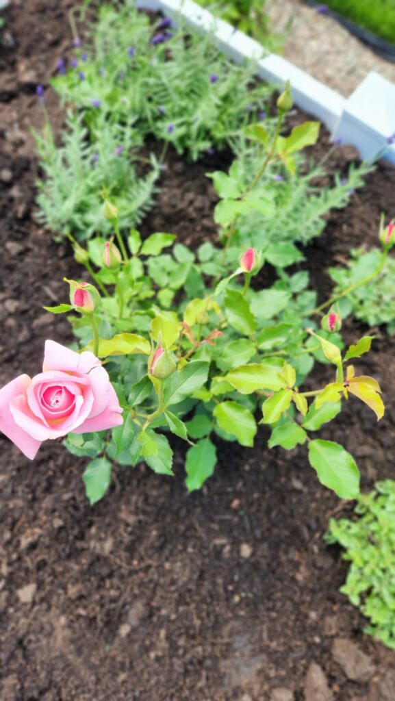 Pink rose bush with buds growing in white raised bed spring garden