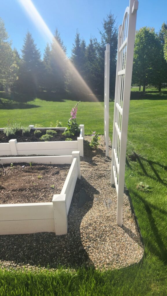 Two white raised garden beds with white trellises in bright spring sunshine upstate New York