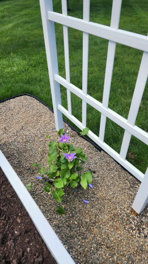 Purple clematis newly planted at base of white garden trellis in raised bed