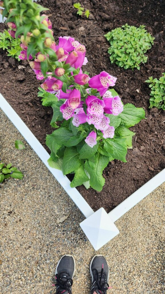 Pink foxglove in bloom in white raised bed spring English garden