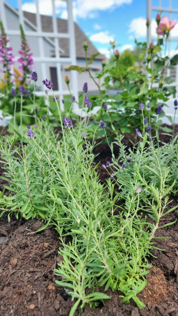 Lavender in bloom in raised bed garden with pink rose buds and foxglove in background