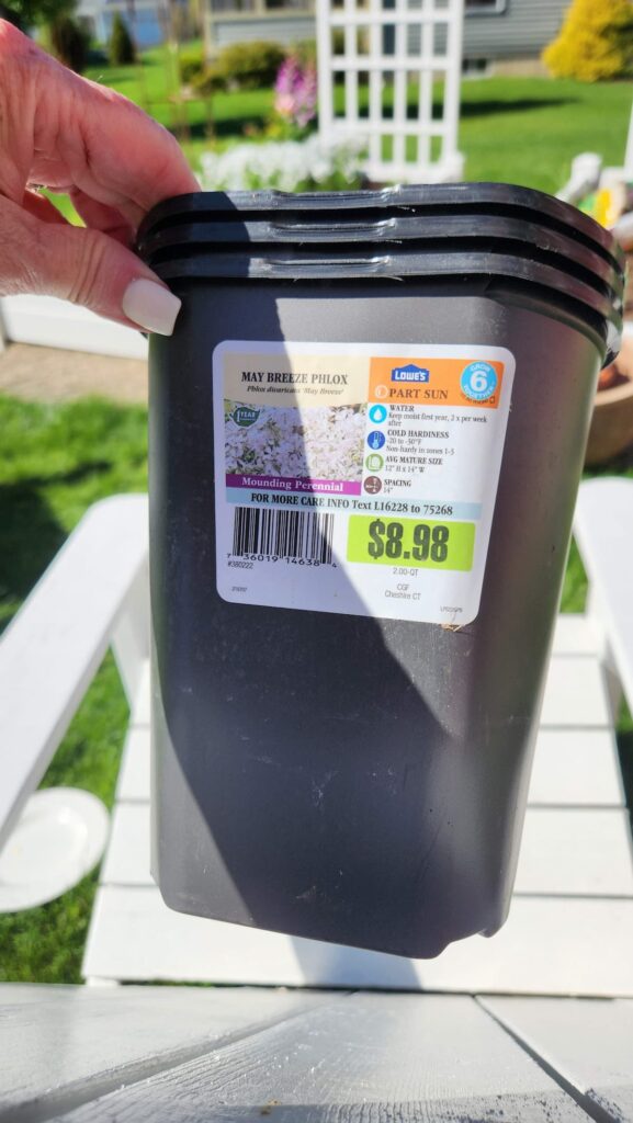 Lowe's May Breeze Phlox mounding perennial plant in black nursery pot