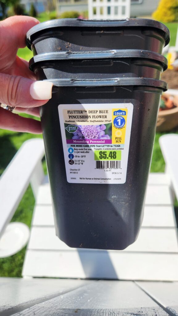 Lowe's Flutter Deep Blue Pincushion Flower mounding perennial plant in black nursery pot