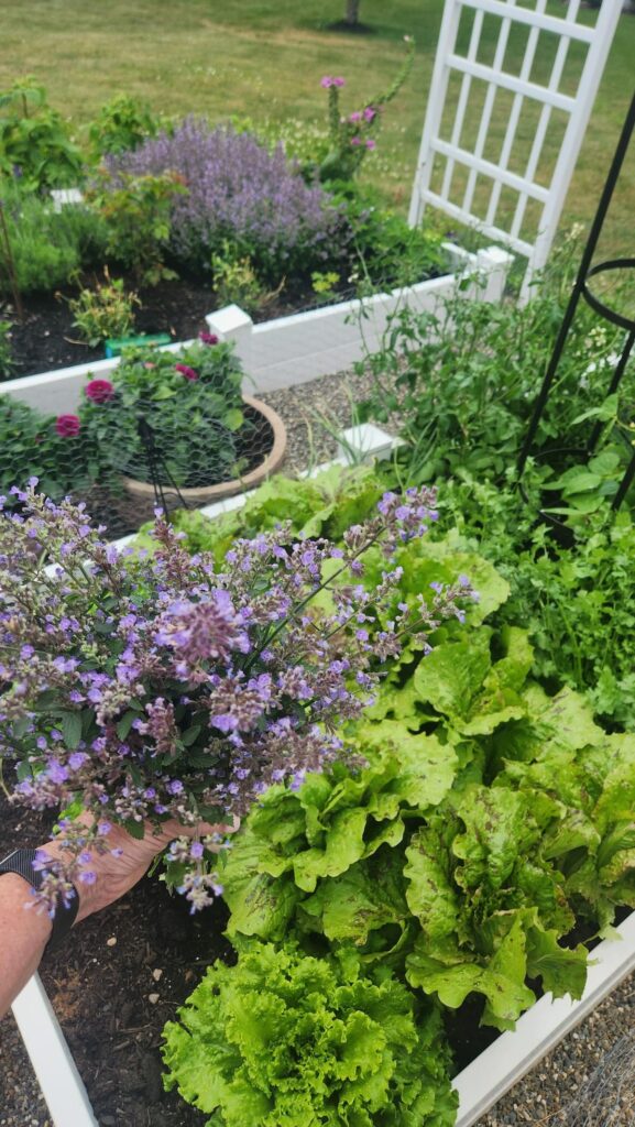 Hand holding freshly cut catmint with rows of lettuce growing in a white raised garden bed