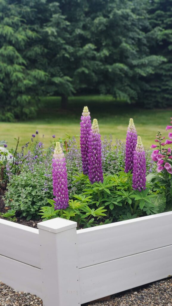 Tall purple and pink lupines blooming in a white raised garden bed with catmint and foxglove