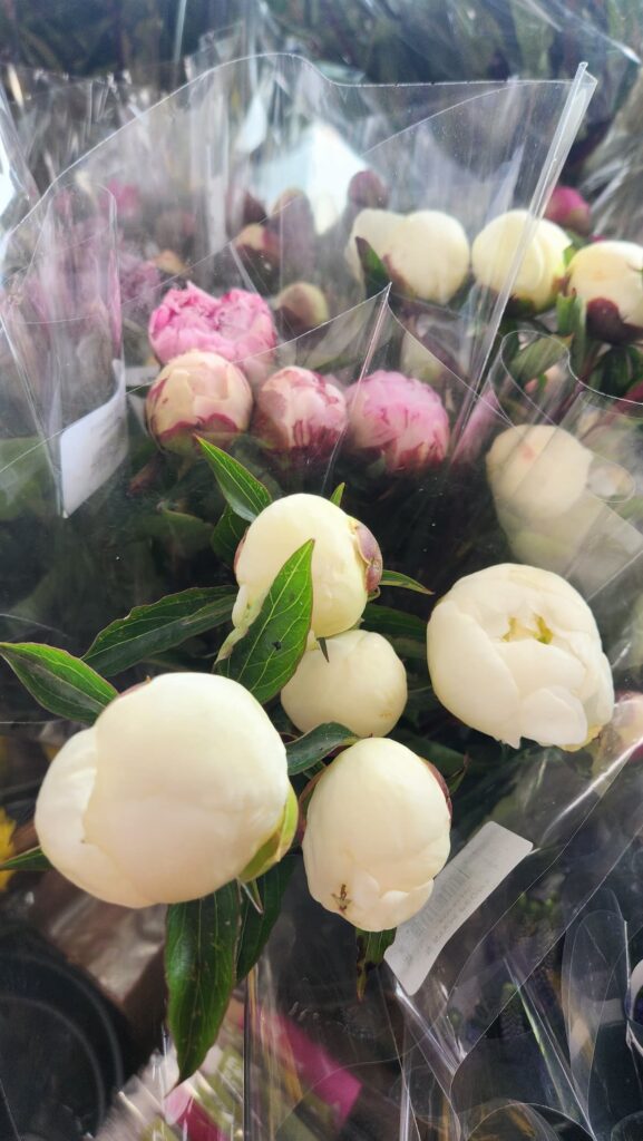 White and pink peony buds wrapped in plastic at Trader Joes flower section