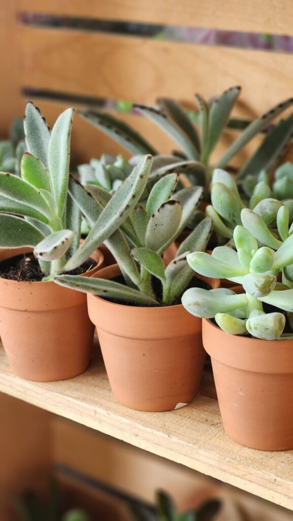 Small succulent plants in terracotta pots on shelf at Trader Joes plant section