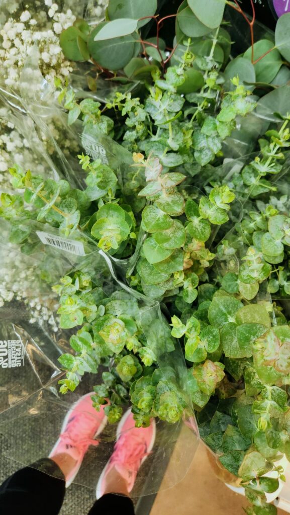 Green filler stems and eucalyptus bundles at Trader Joes flower section