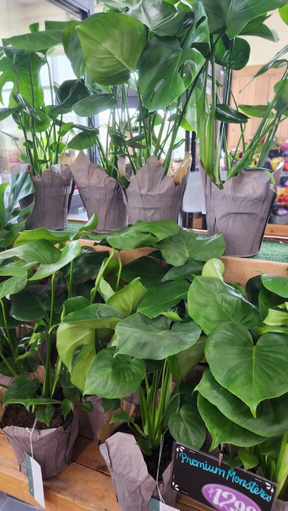 Premium Monstera plants for sale at Trader Joes plant section