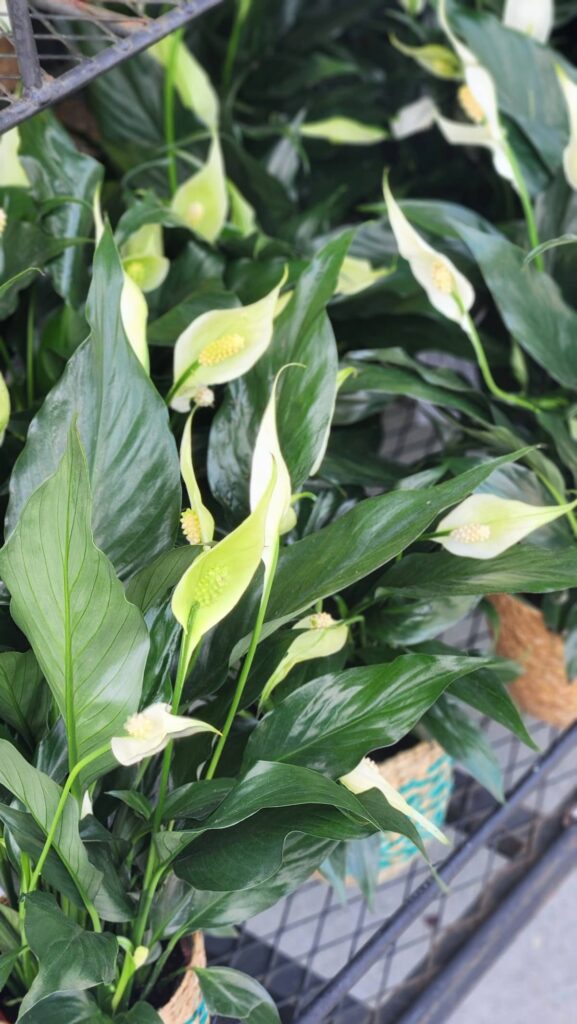 White peace lily plants at Trader Joes flower and plant section